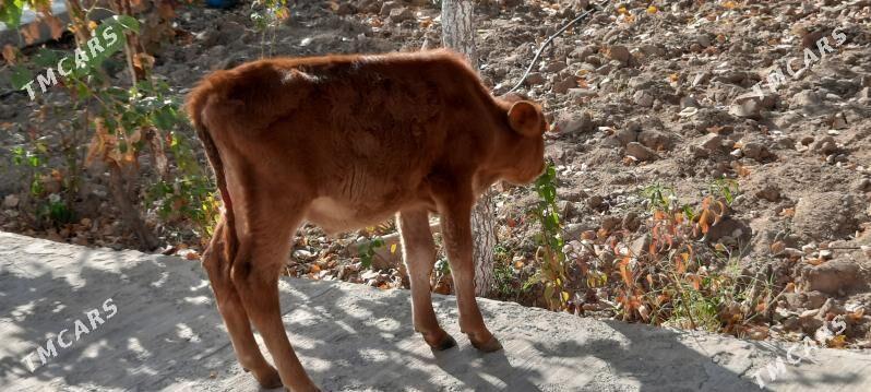 okuz - Ашхабад - img 2