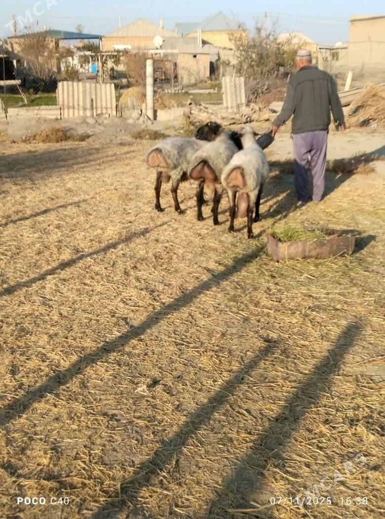 goc - Бахарден - img 7