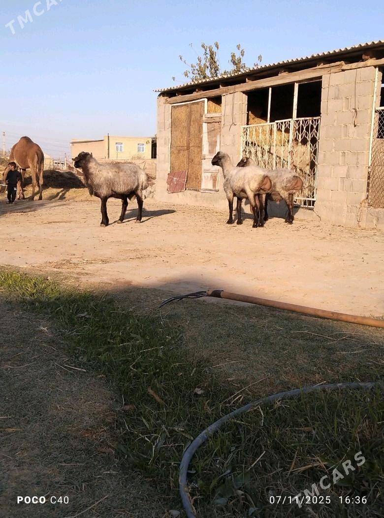 goc - Бахарден - img 3