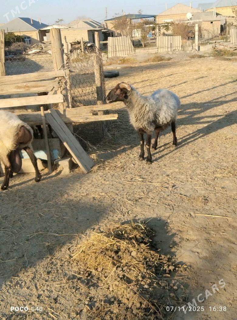 goc - Бахарден - img 8