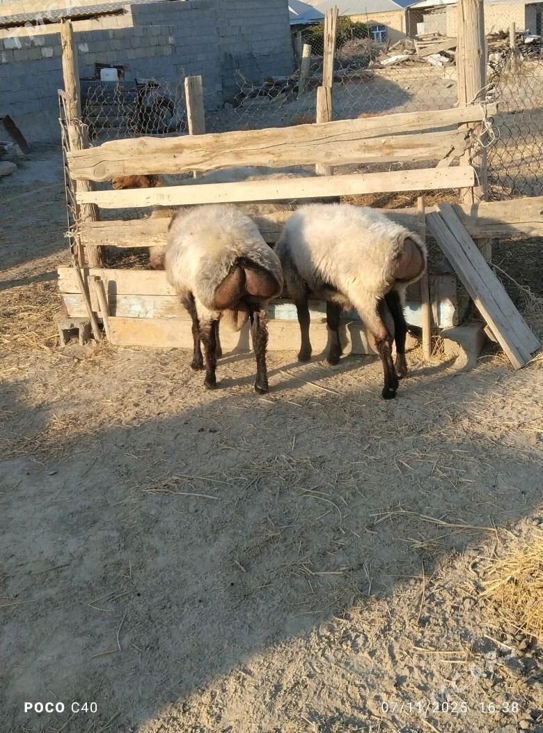 goc - Бахарден - img 1