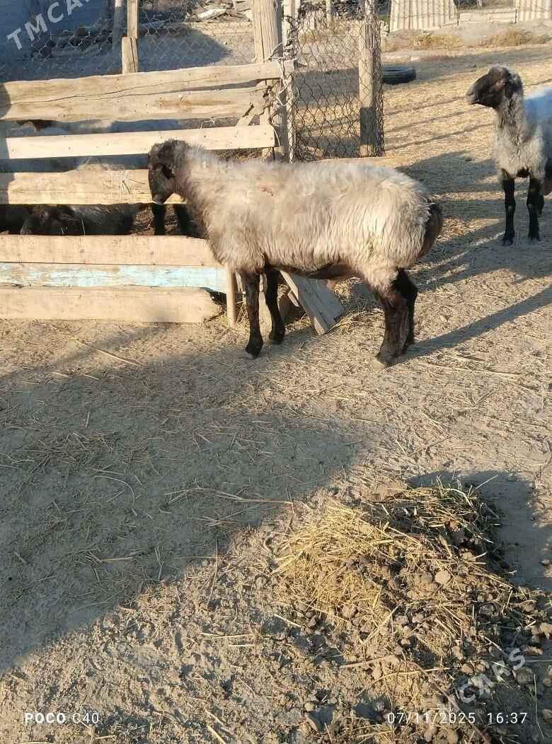 goc - Бахарден - img 2