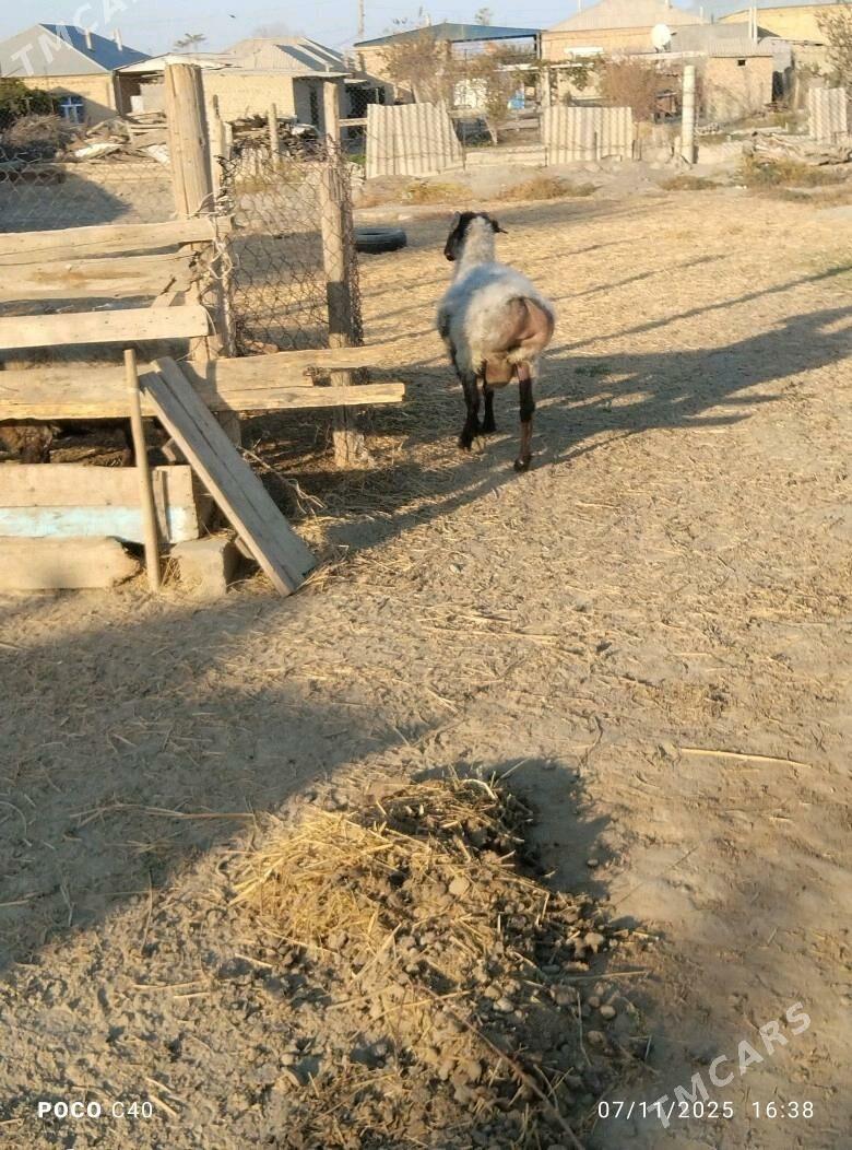 goc - Бахарден - img 9