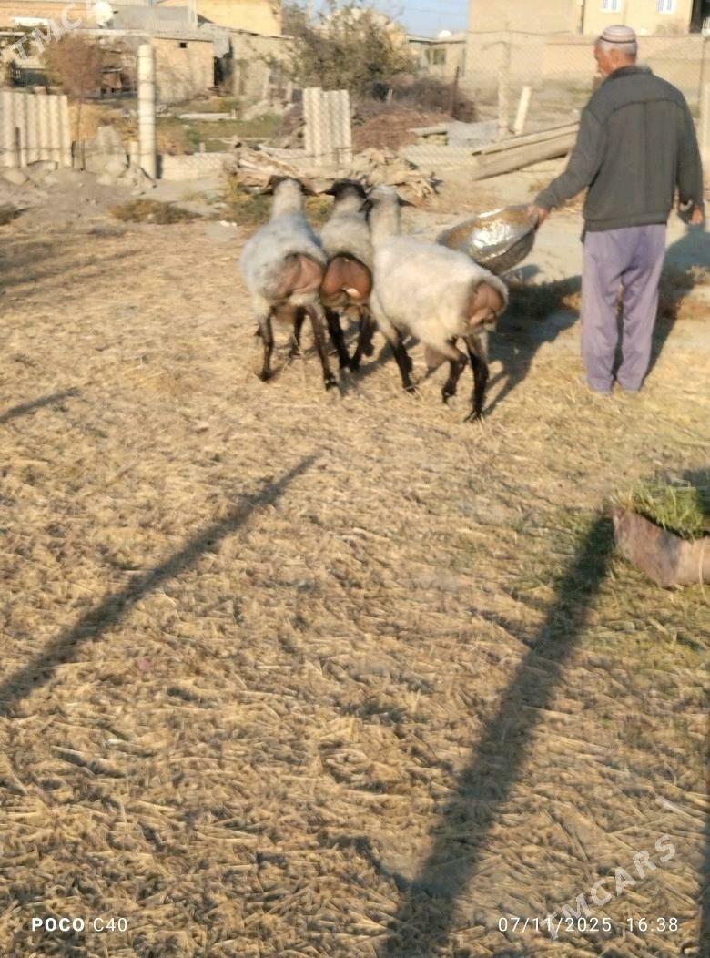 goc - Бахарден - img 5