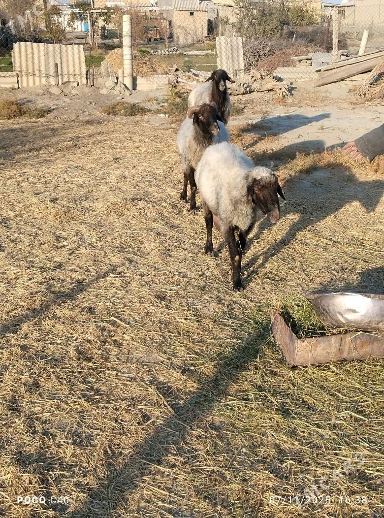 goc - Бахарден - img 6