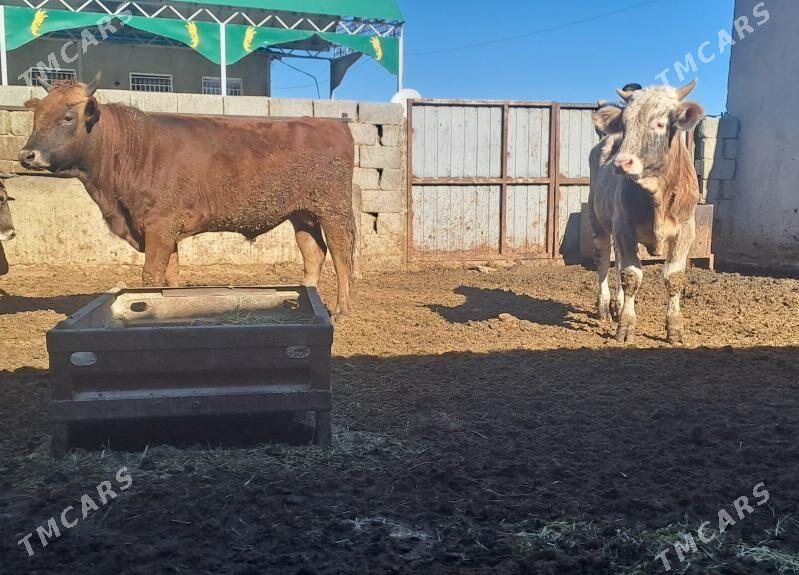 OKUZ - Бахарден - img 3