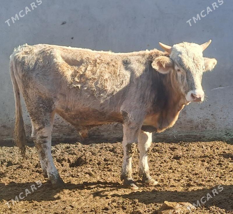 OKUZ - Бахарден - img 1