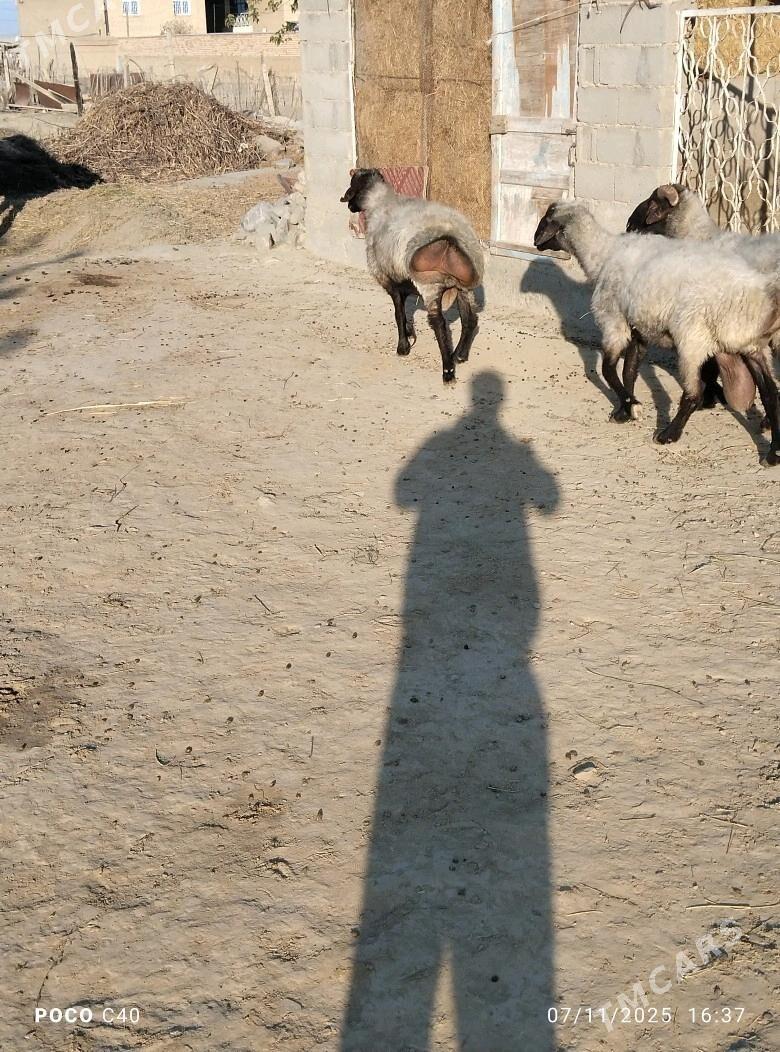 goc - Бахарден - img 10