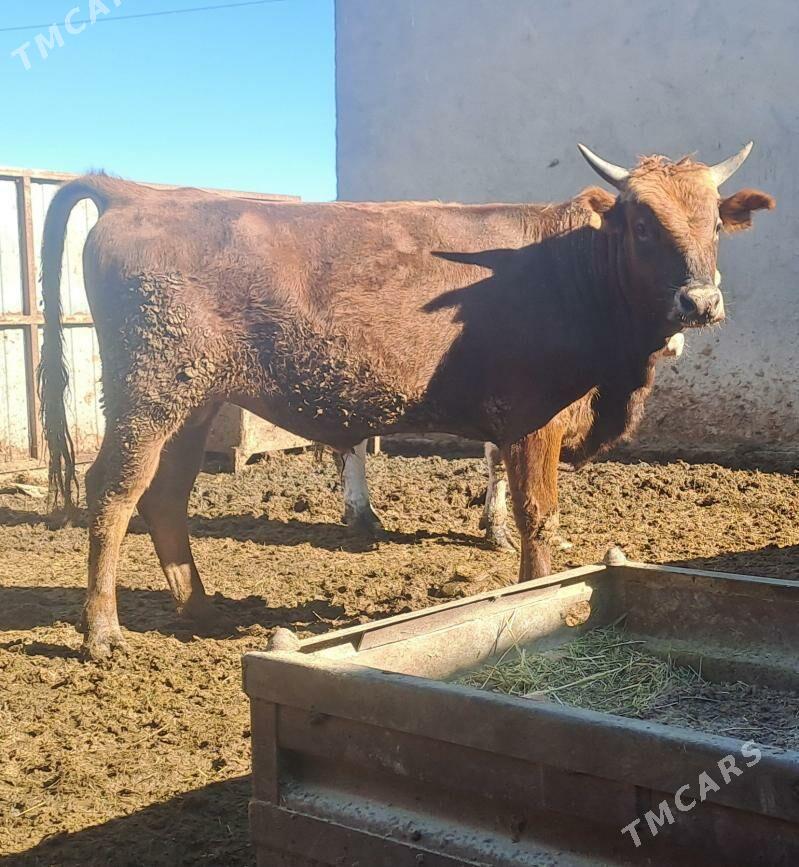 OKUZ - Бахарден - img 2