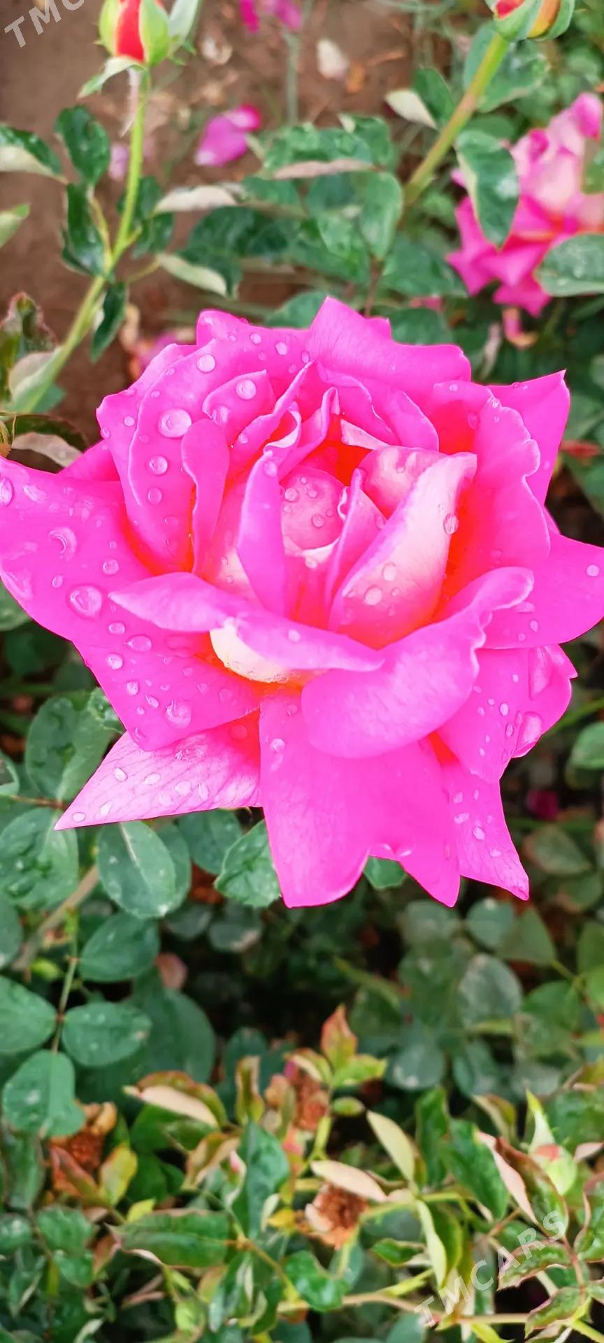 güller - Байрамали - img 4