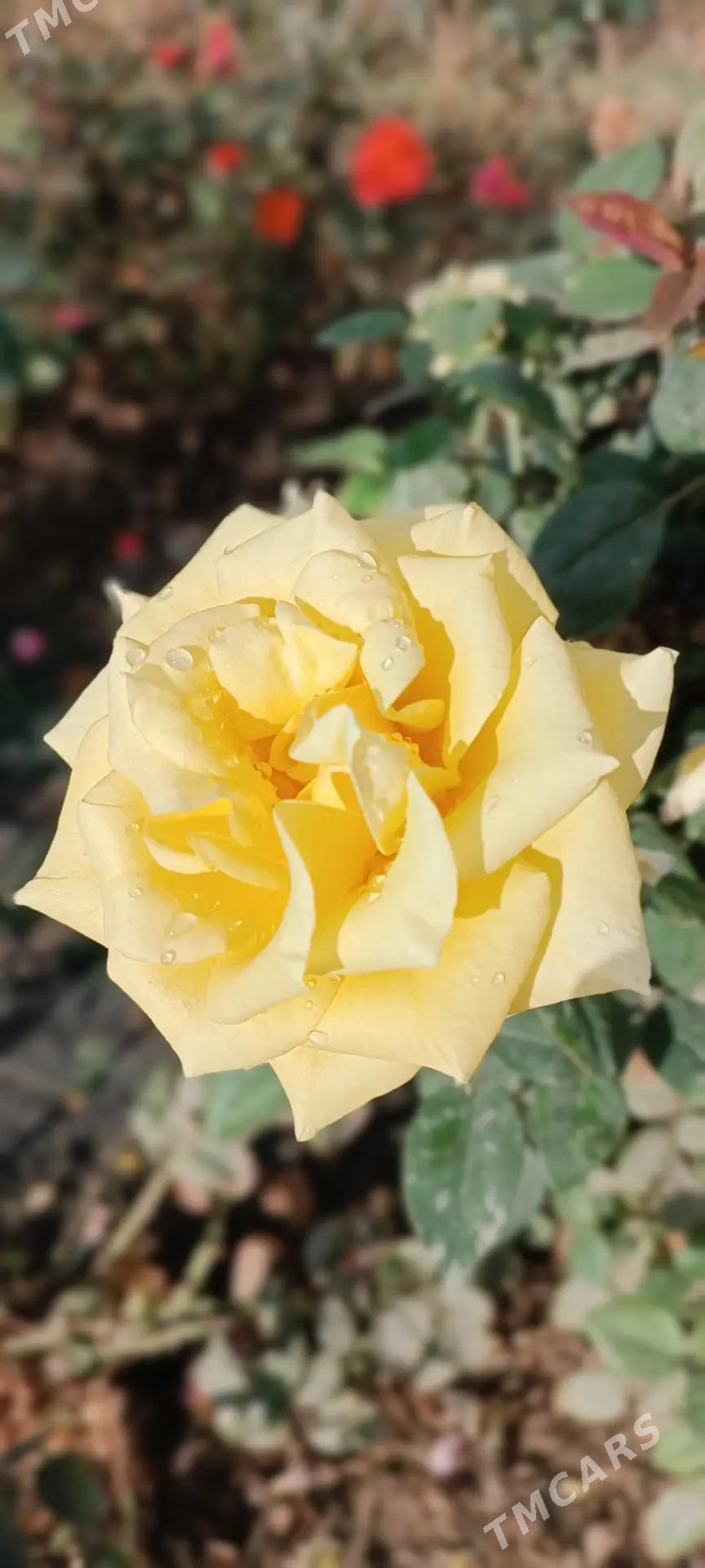 güller - Байрамали - img 5