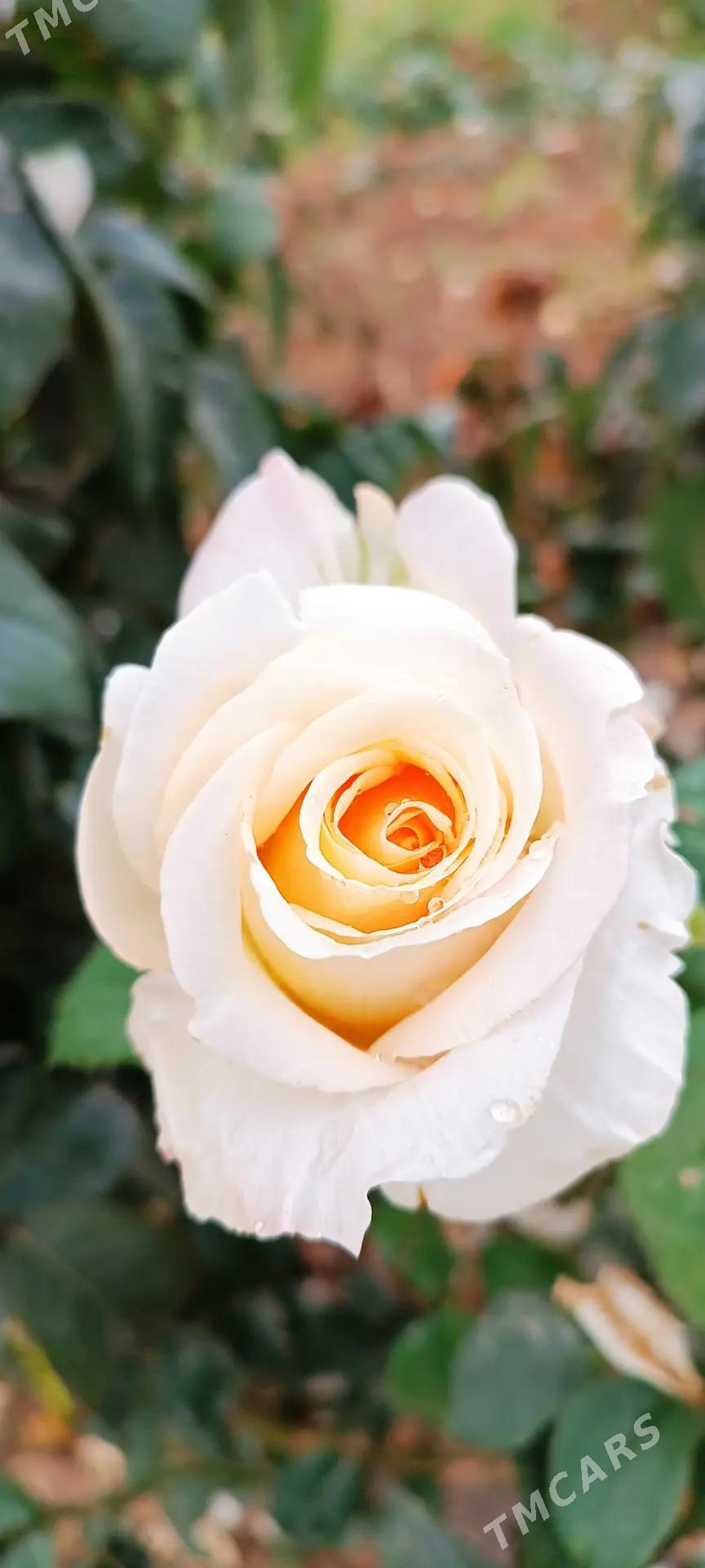 güller - Байрамали - img 6