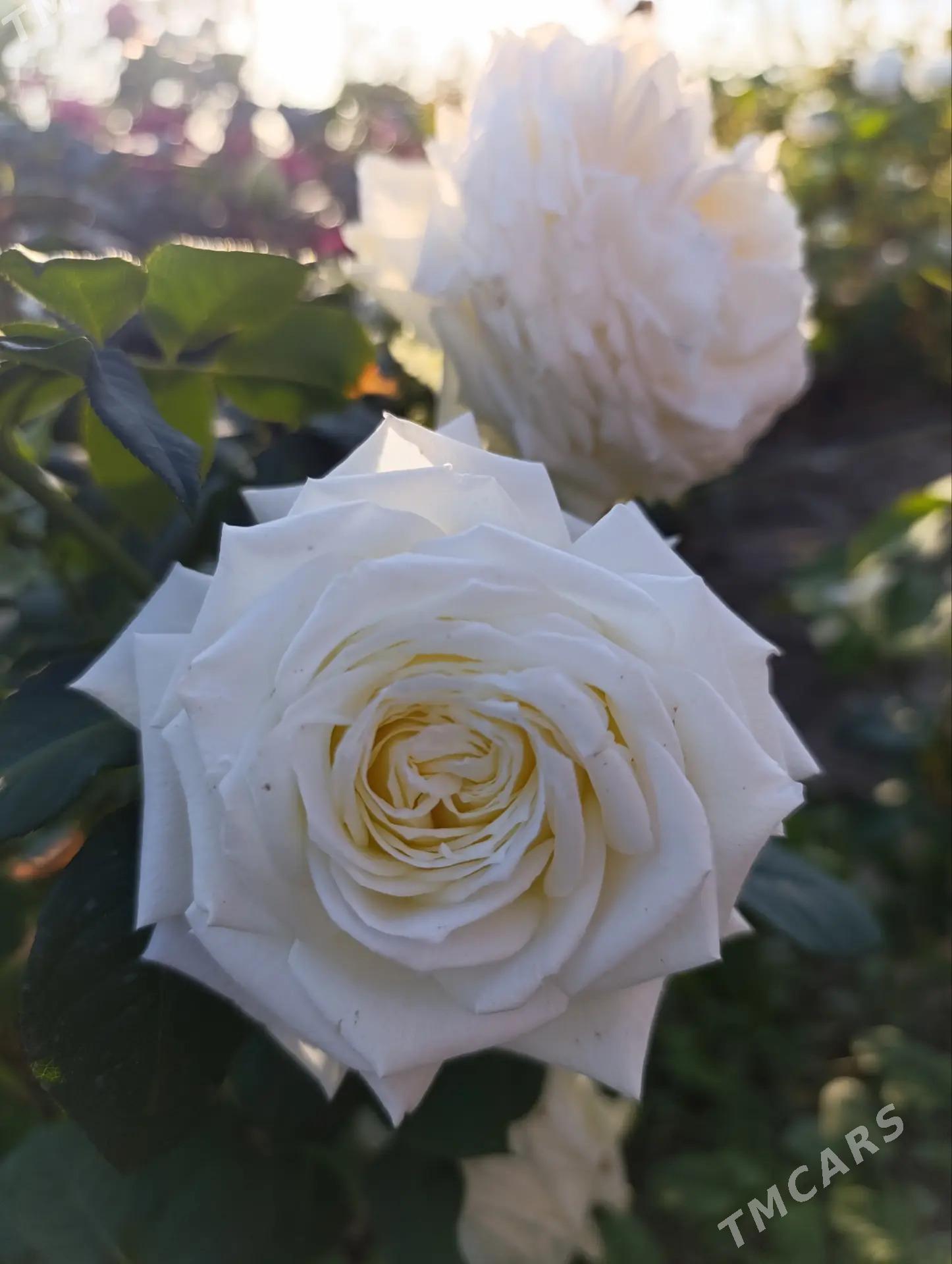 güller - Байрамали - img 2