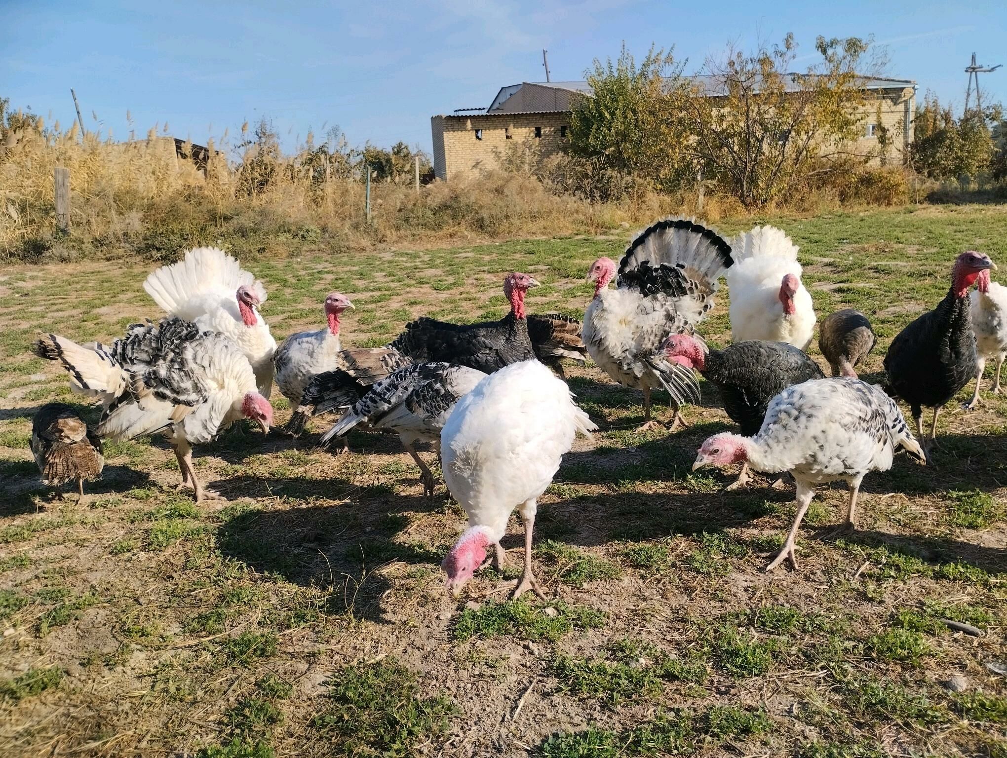 induk индук - Чарджоу - img 3