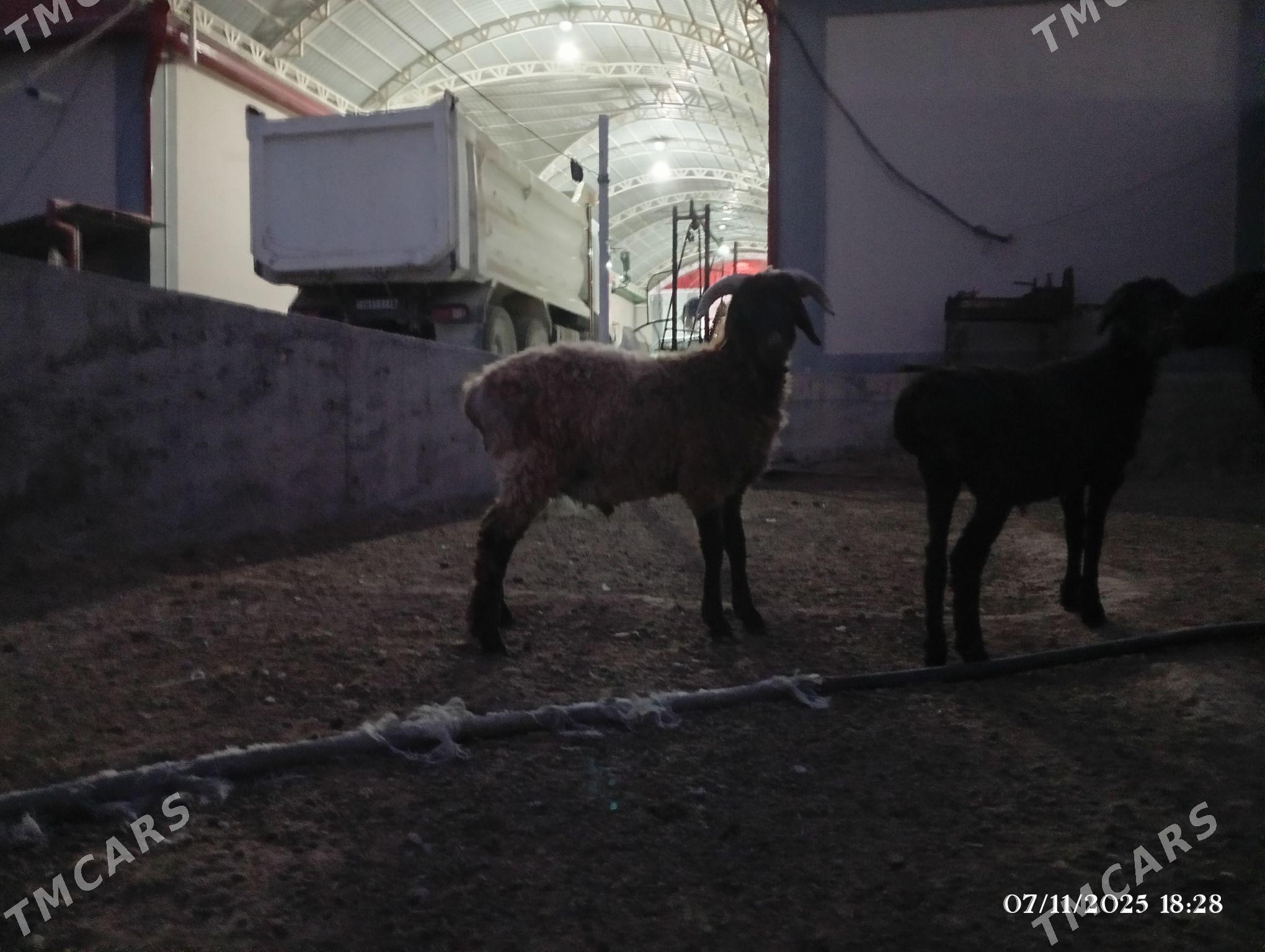 Goç - Херрикгала - img 4