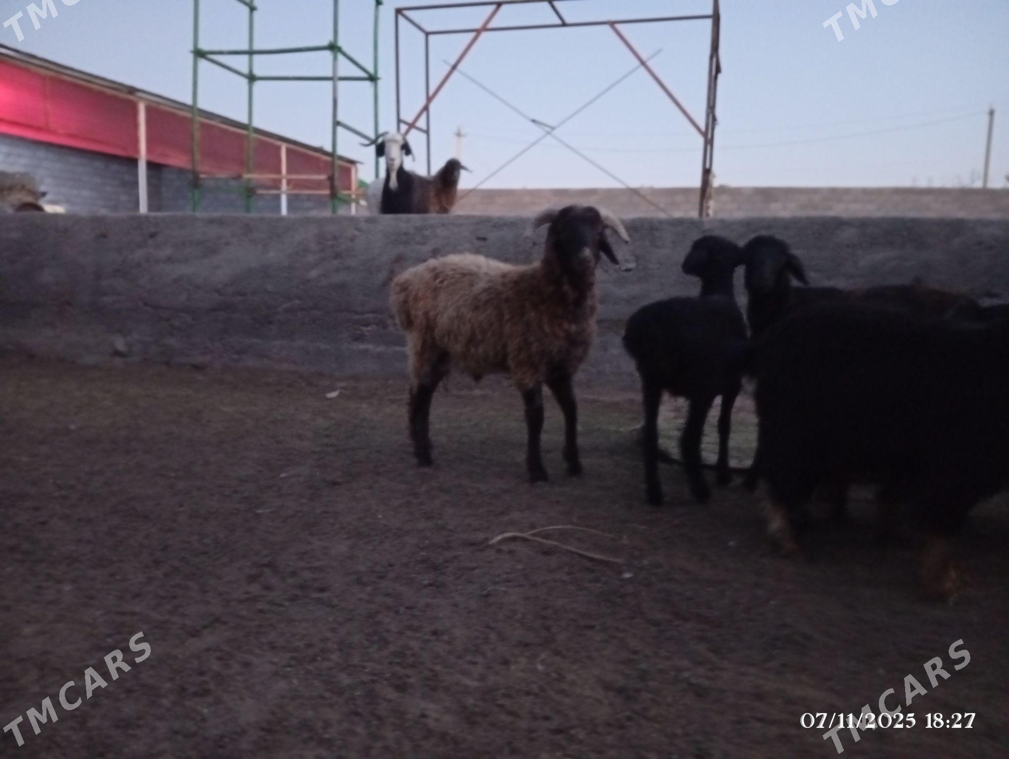 Goç - Херрикгала - img 3