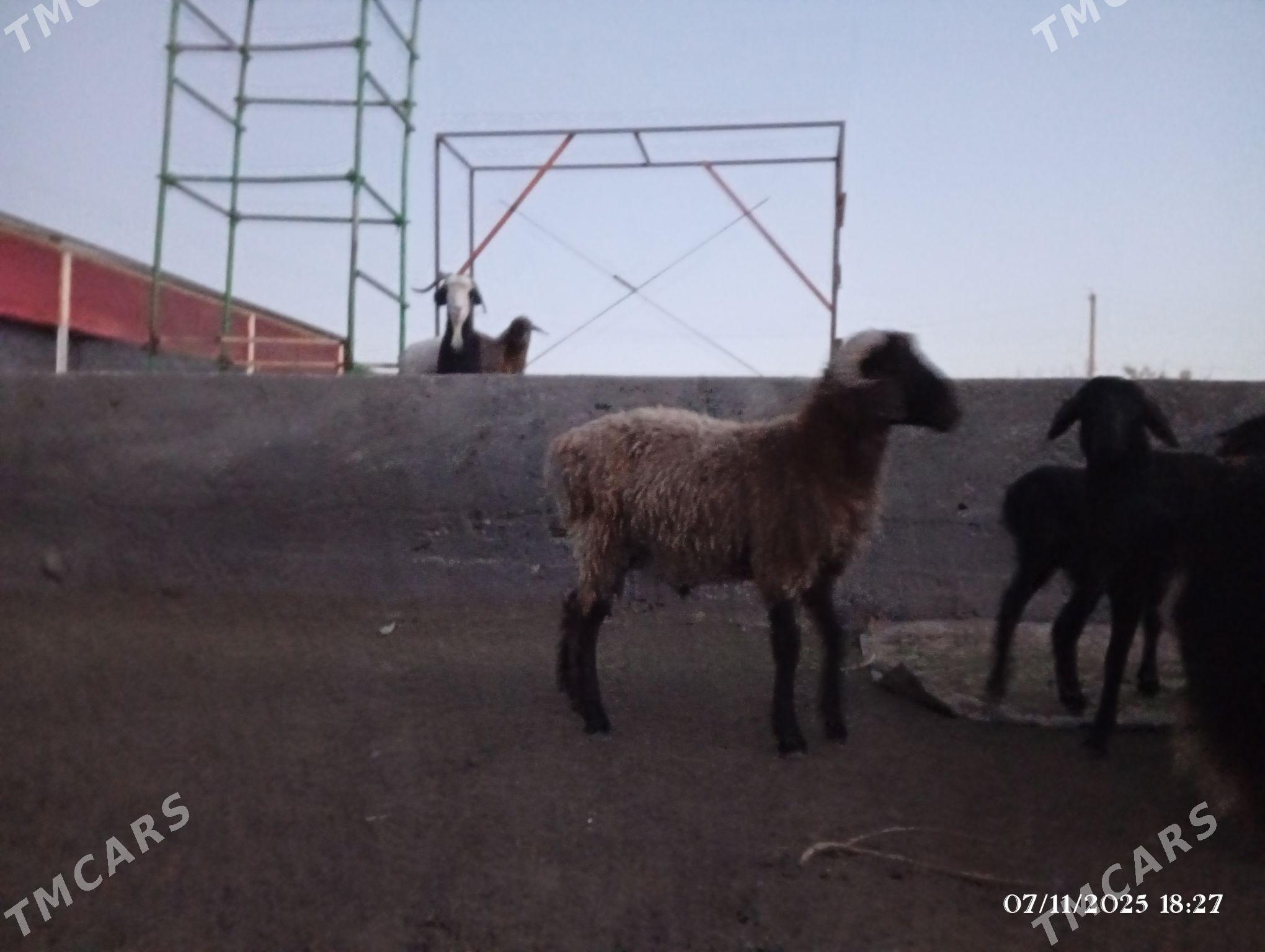 Goç - Херрикгала - img 2