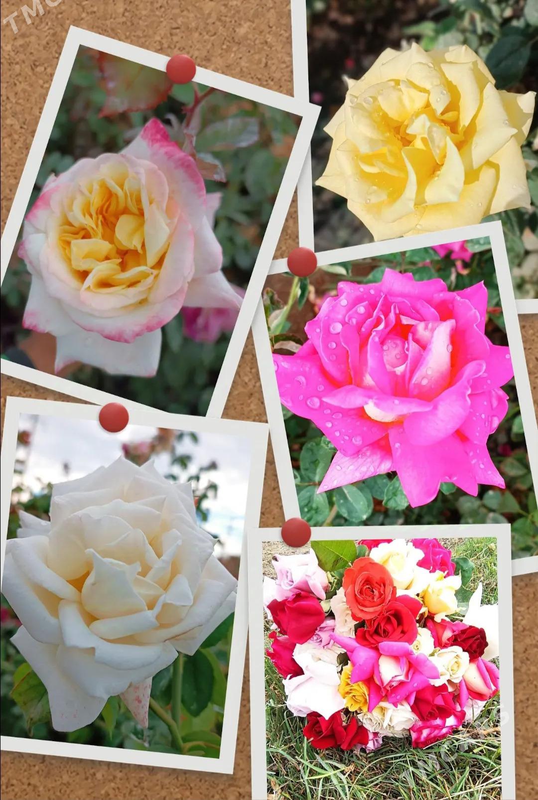 güller - Байрамали - img 8