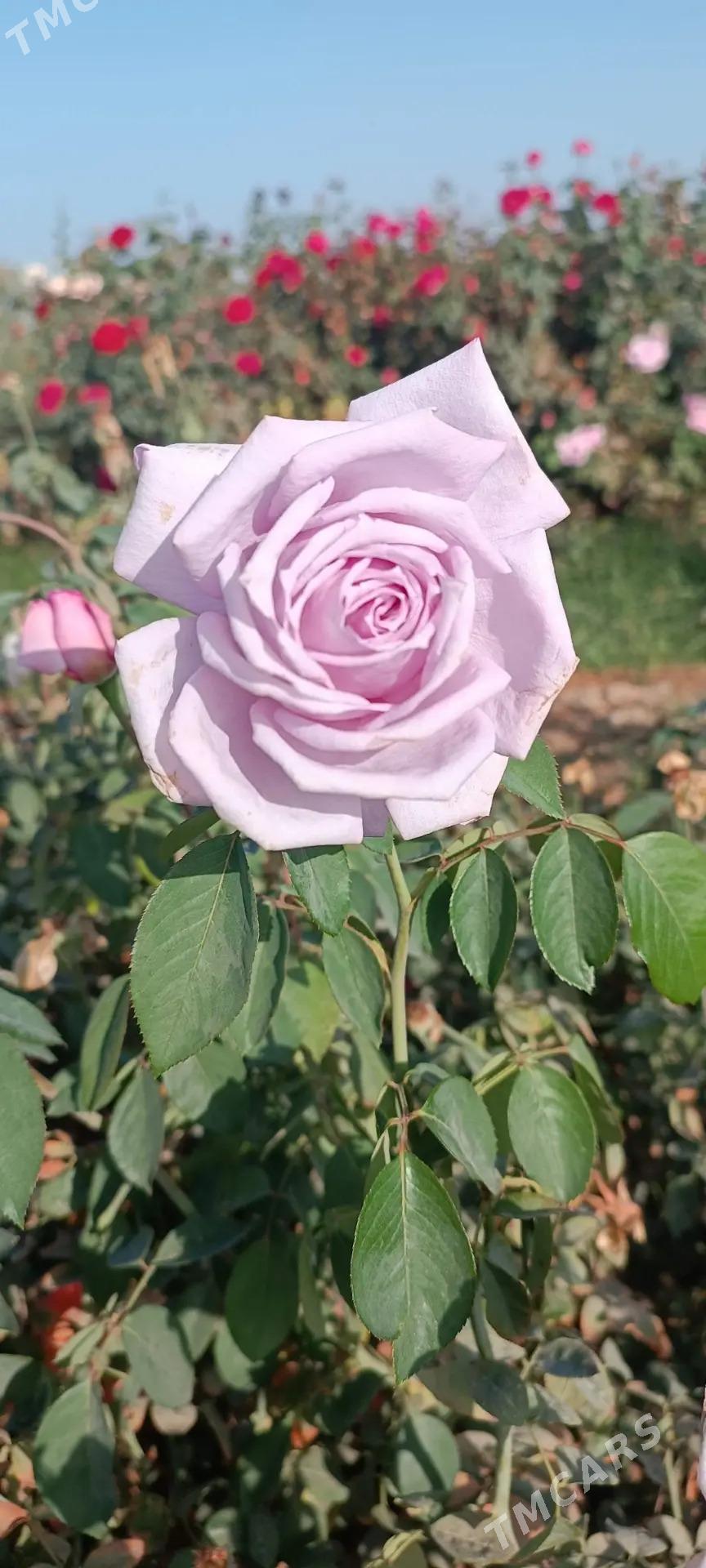 güller - Байрамали - img 7