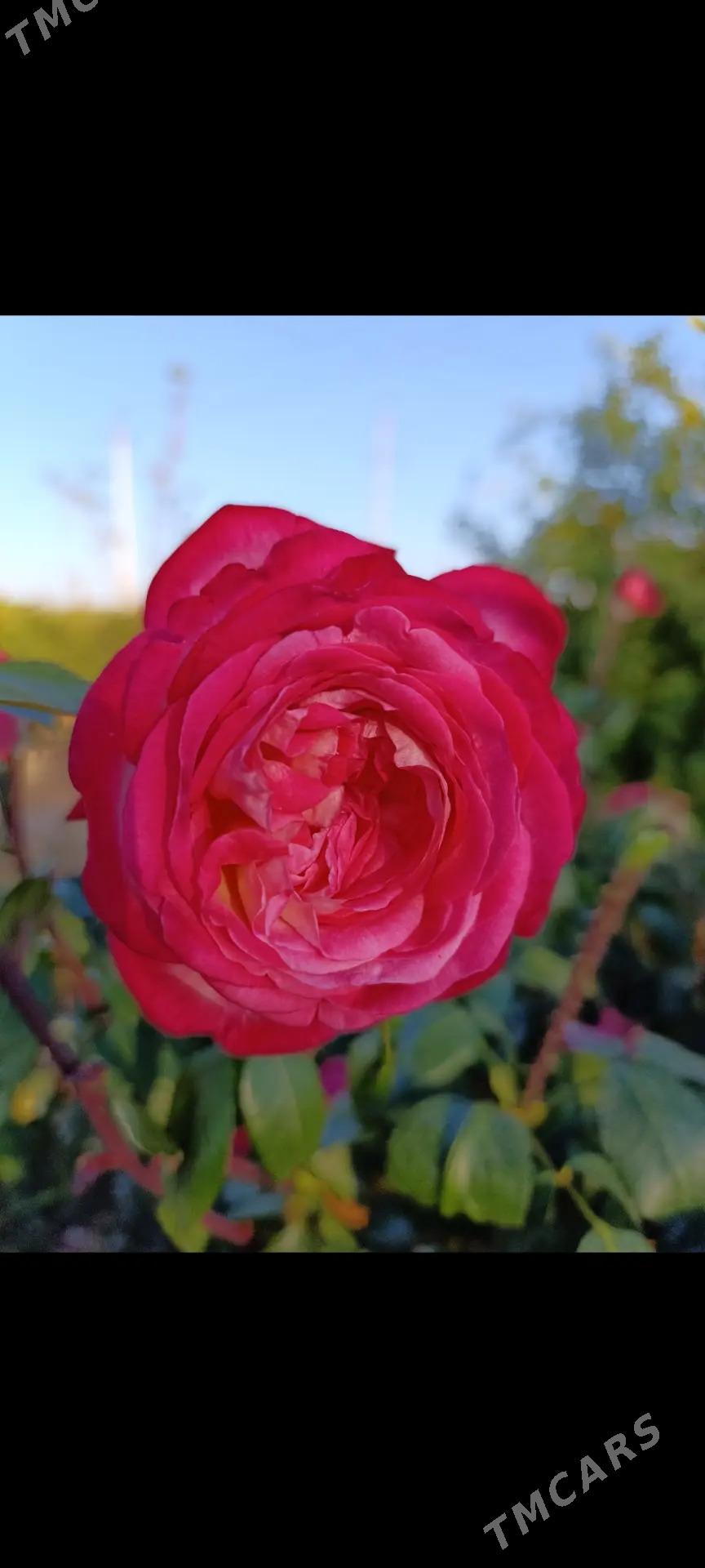 güller - Байрамали - img 9