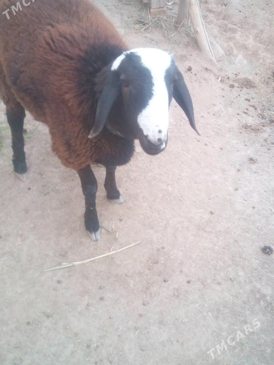 gusar goyun - Гурбансолтан Едже - img 4