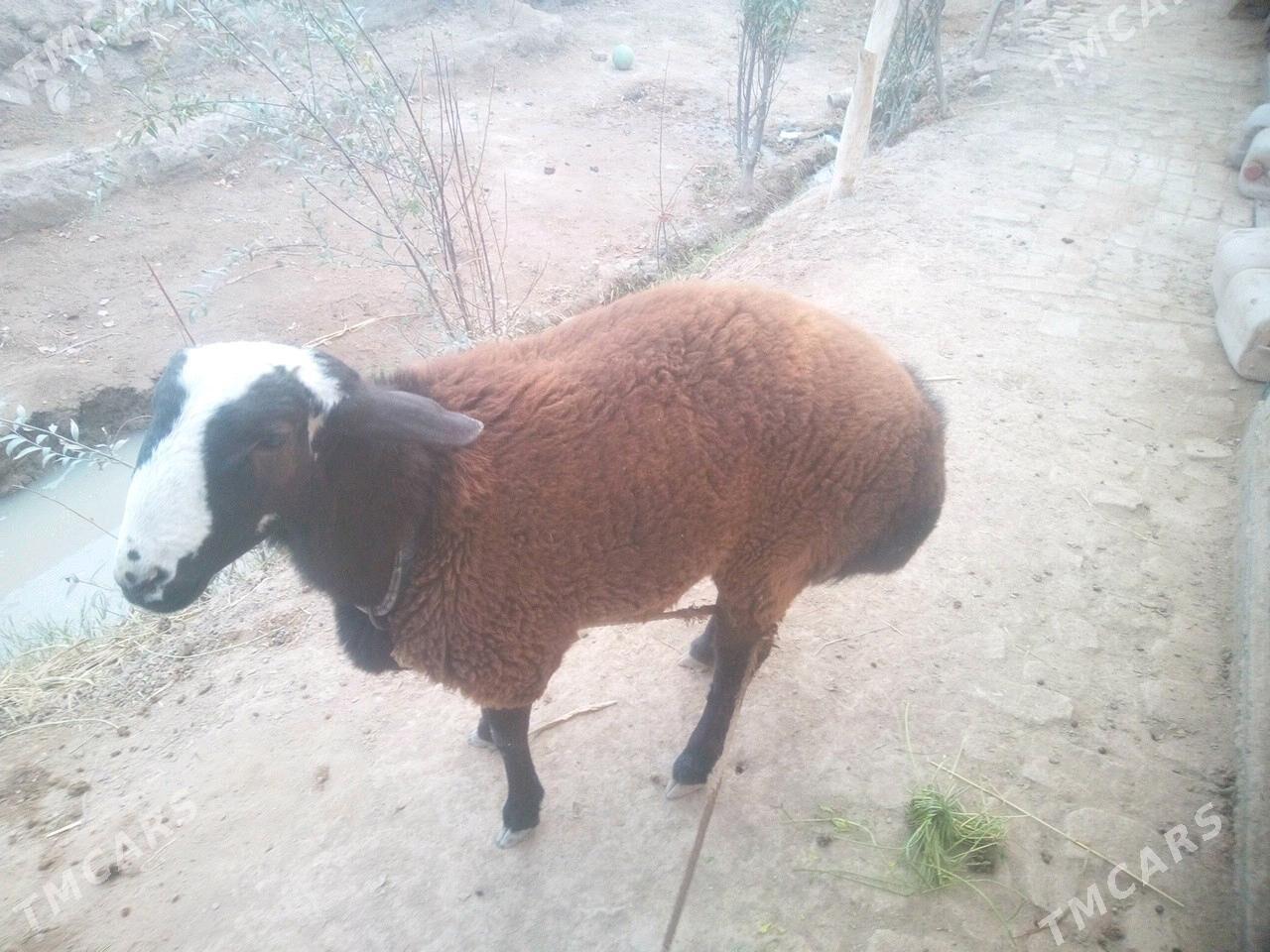 gusar goyun - Гурбансолтан Едже - img 2