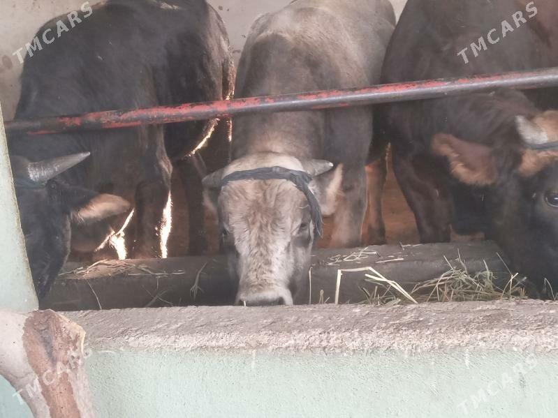 uly 3.okiz - Бузмеин - img 1