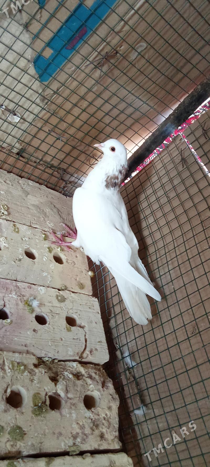 kepderi - Garagum etraby - img 2