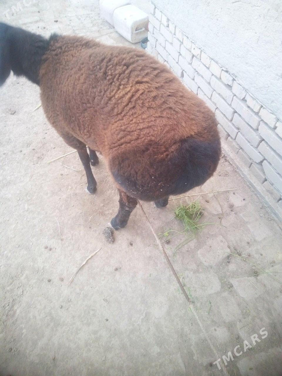 gusar goyun - Гурбансолтан Едже - img 3