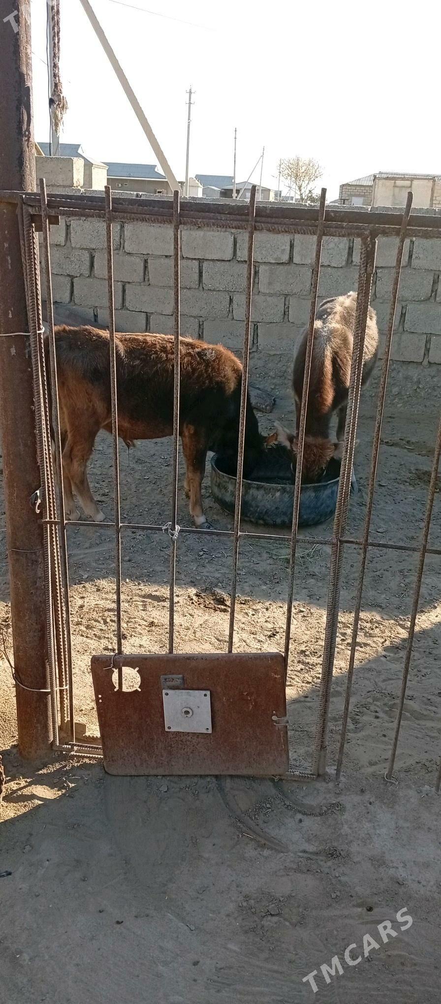 Öküzçe - Эсенгулы - img 3