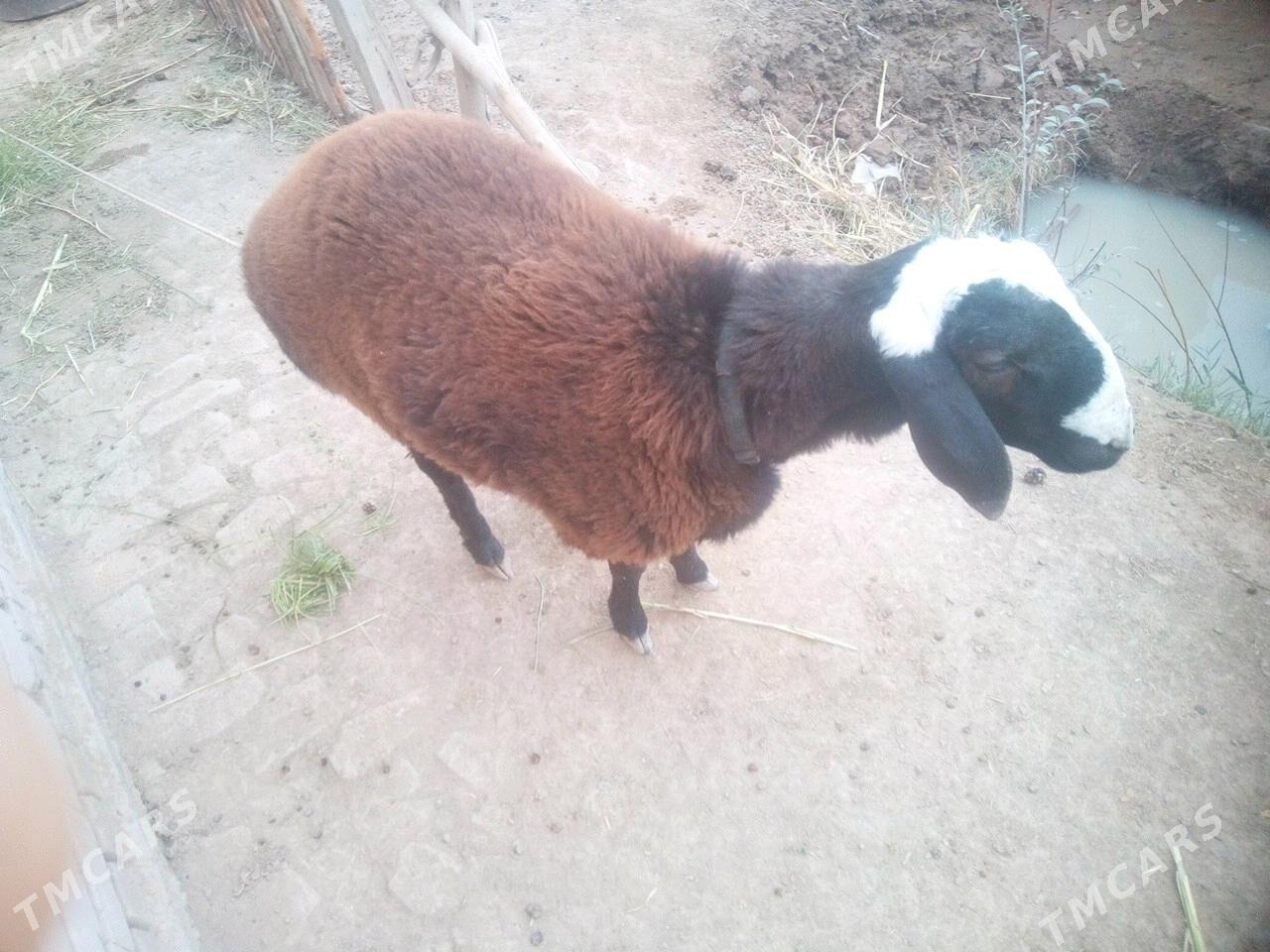 gusar goyun - Гурбансолтан Едже - img 1