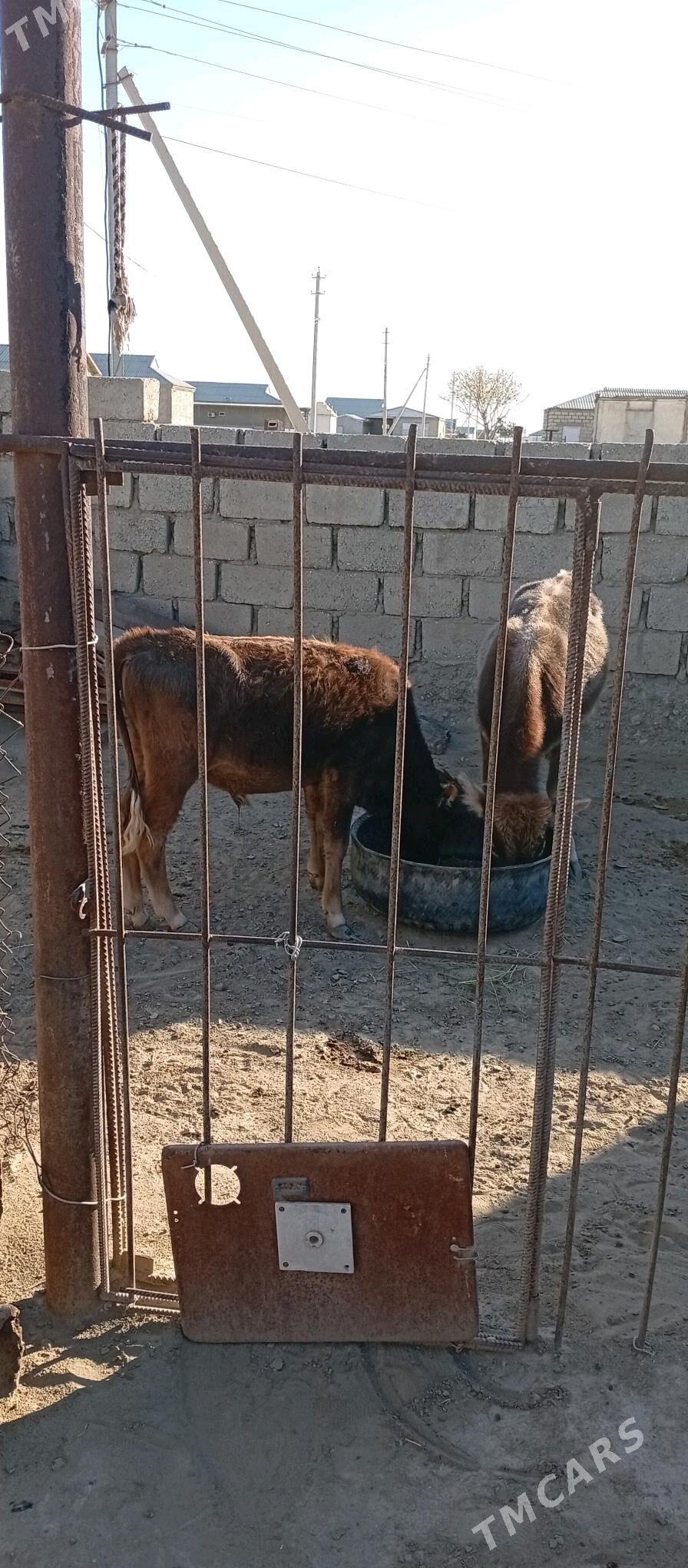 Öküzçe - Эсенгулы - img 2