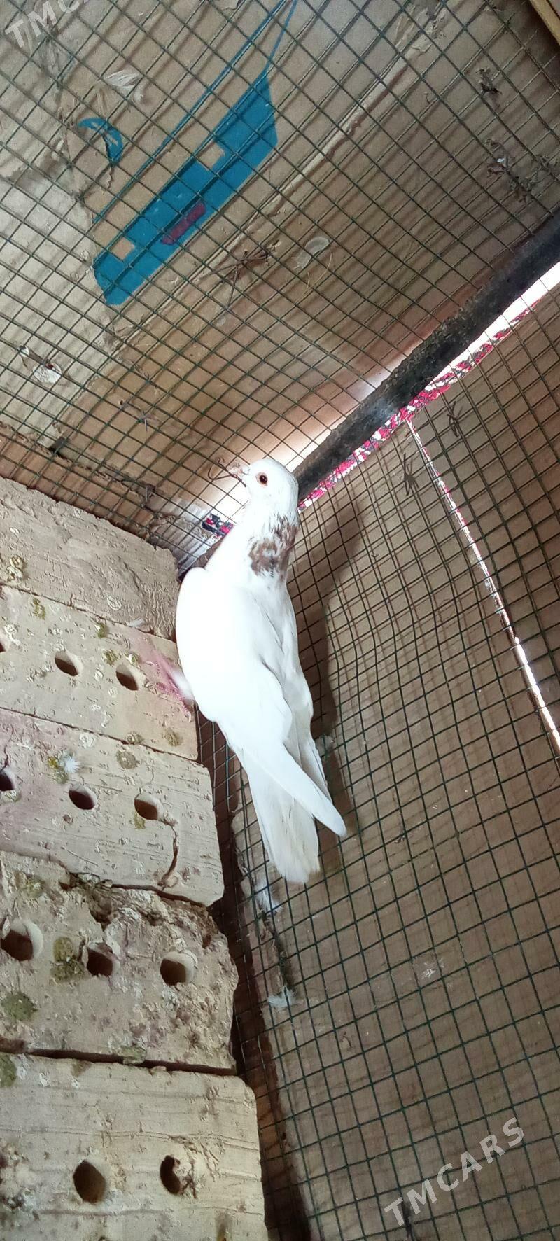 kepderi - Garagum etraby - img 1