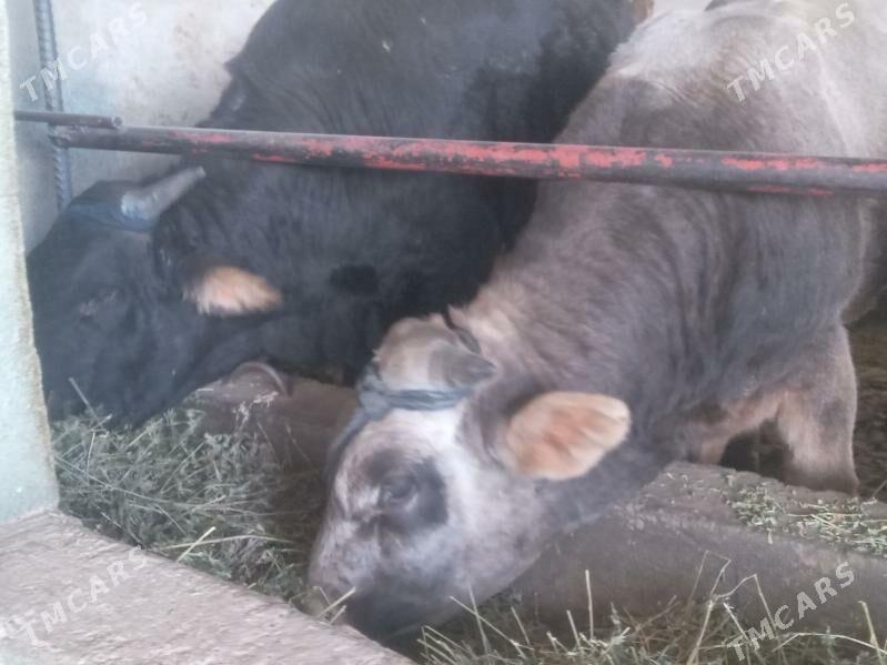 uly 3.okiz - Бузмеин - img 3