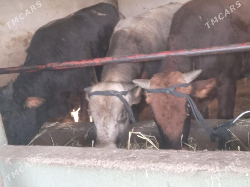 uly 3.okiz - Бузмеин - img 2