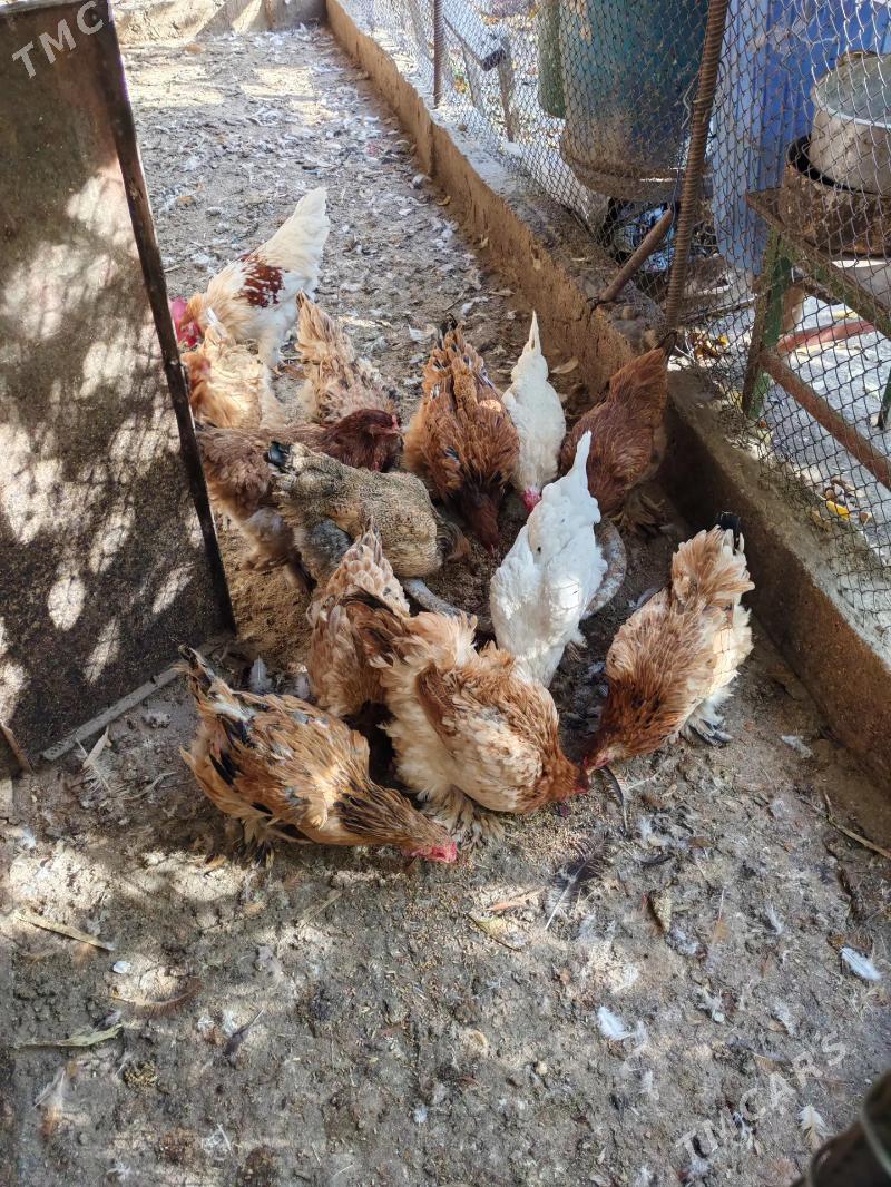 towuk - Balkanabat - img 1