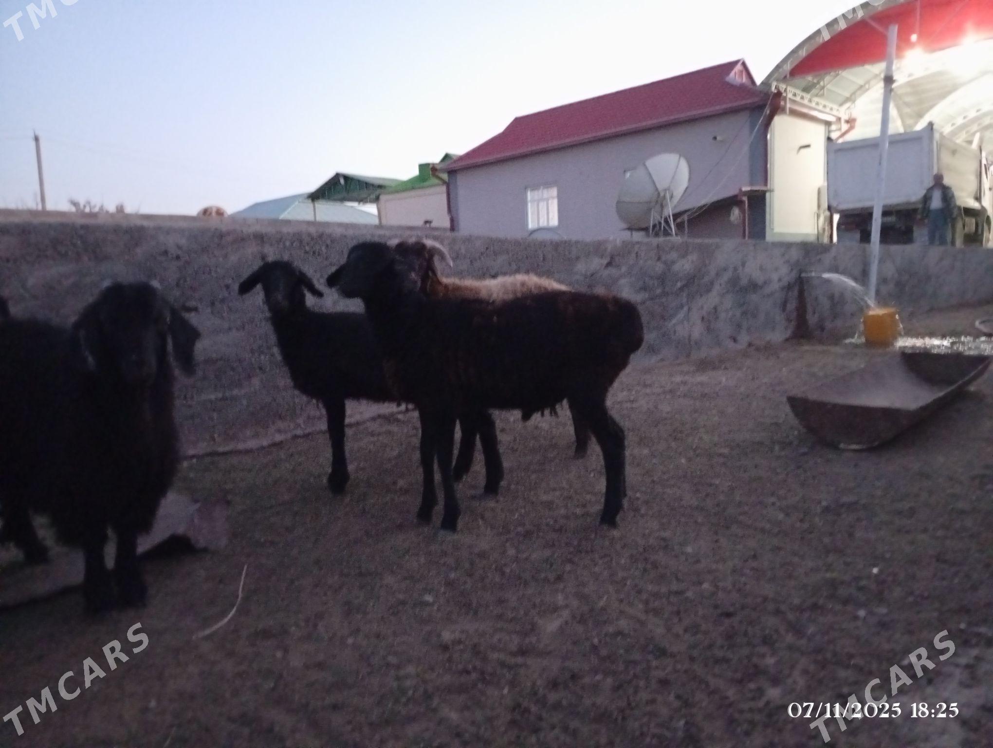 gisar Goyun - Херрикгала - img 1