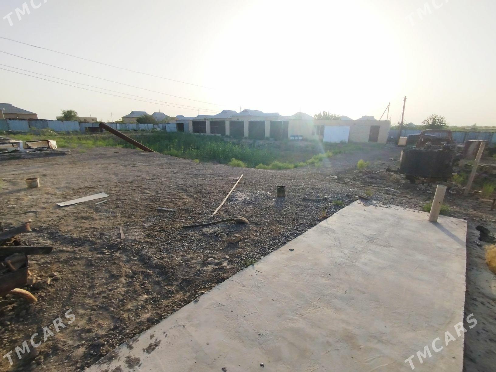 jay - Sakarçäge - img 2