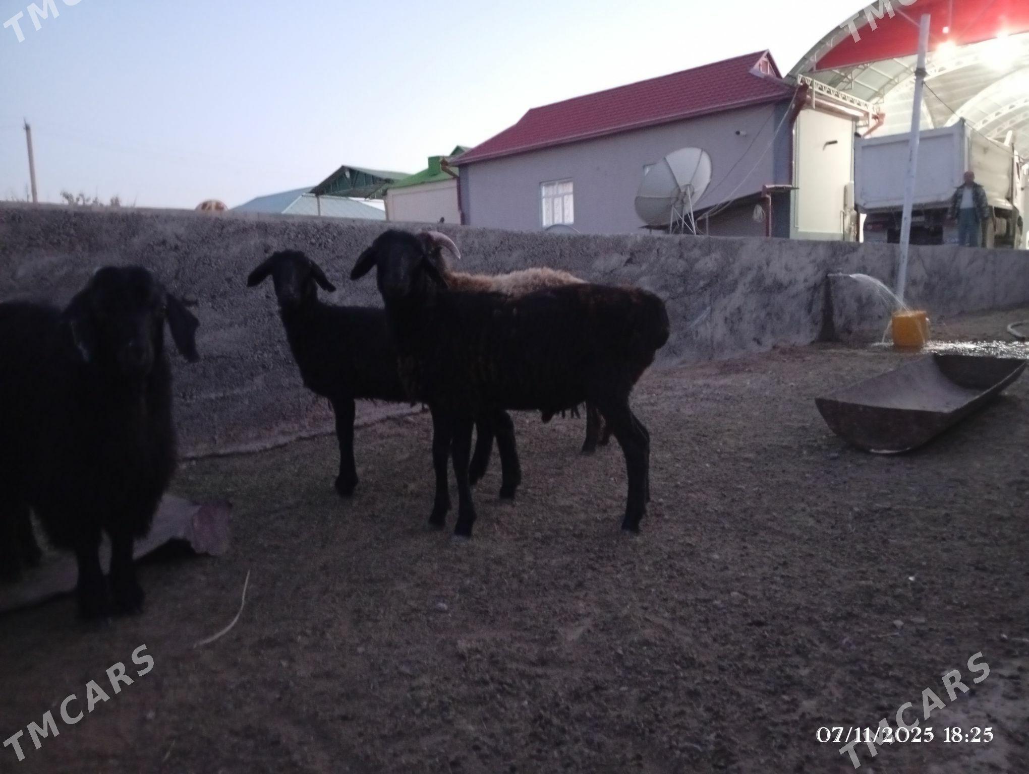 gisar Goyun - Херрикгала - img 2