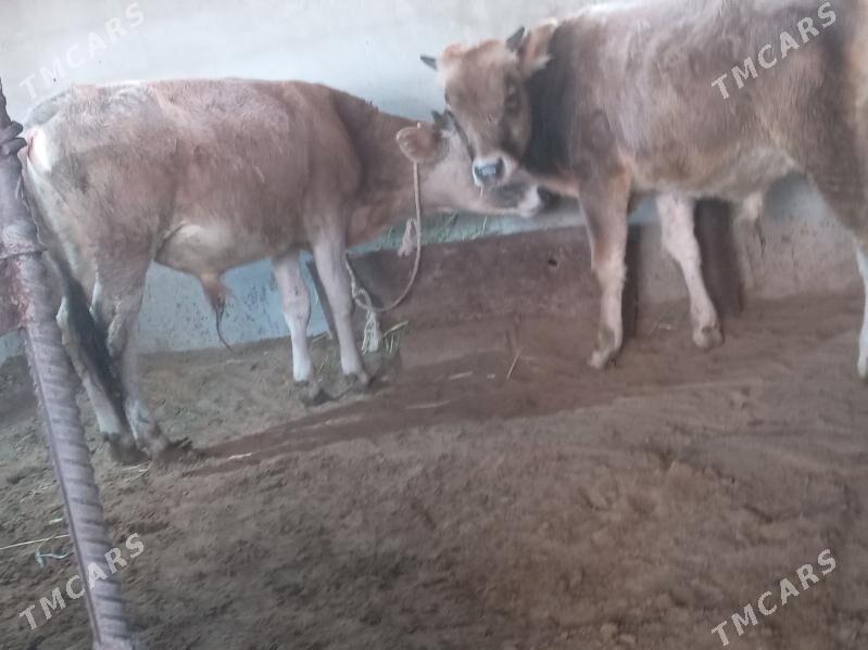 2.okiz - Бузмеин - img 1