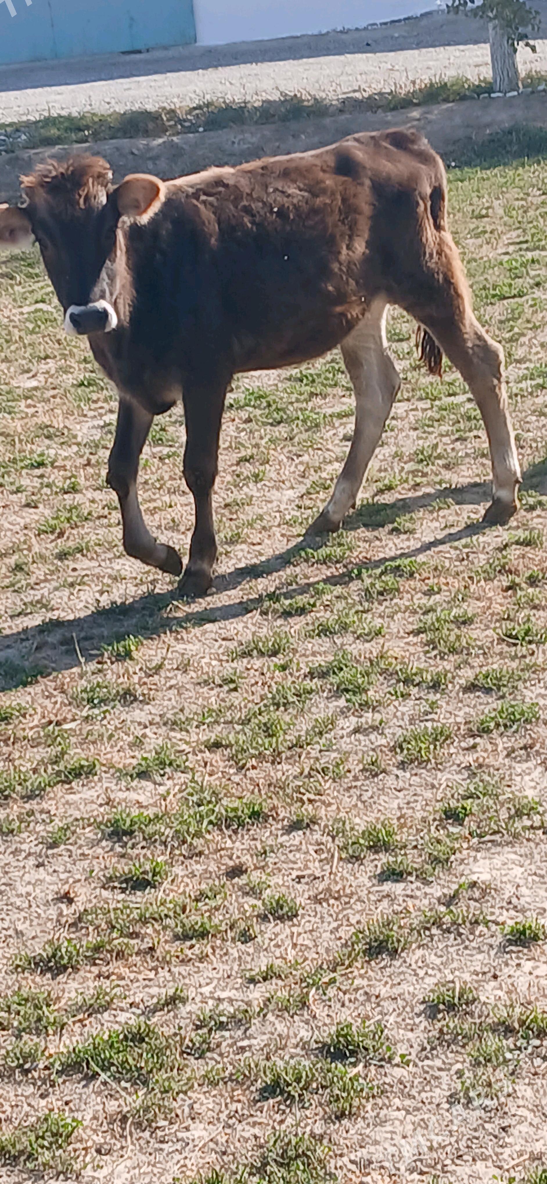 tuwe - Gökdepe - img 1