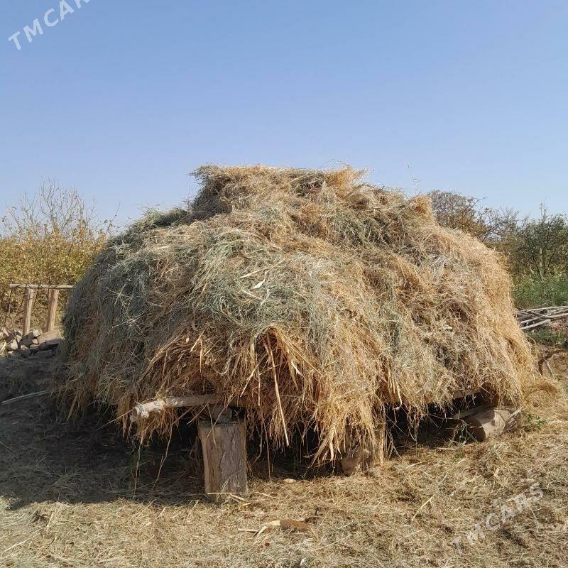 ot - Байрамали - img 2