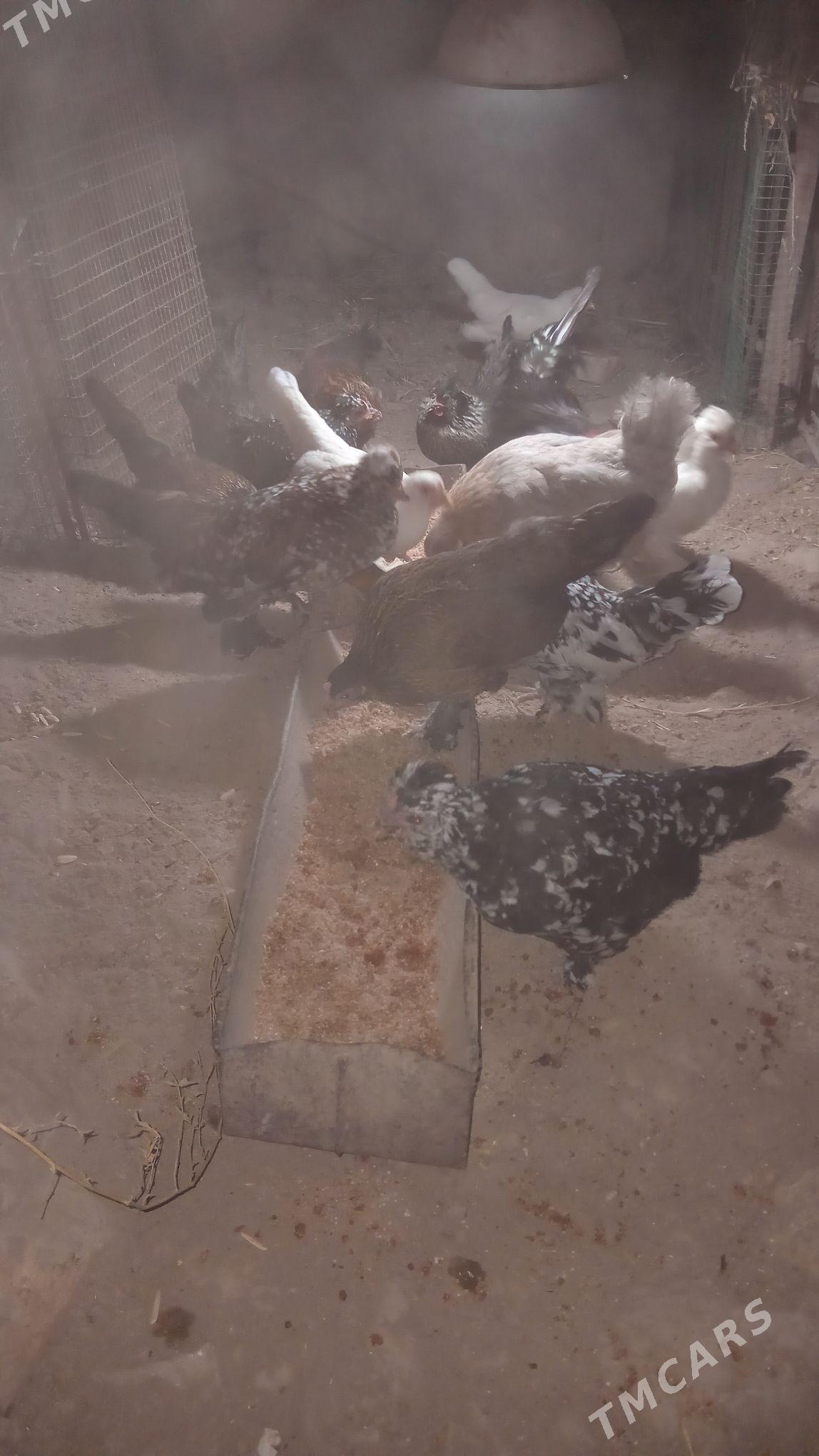 karlikler - Türkmenabat - img 4