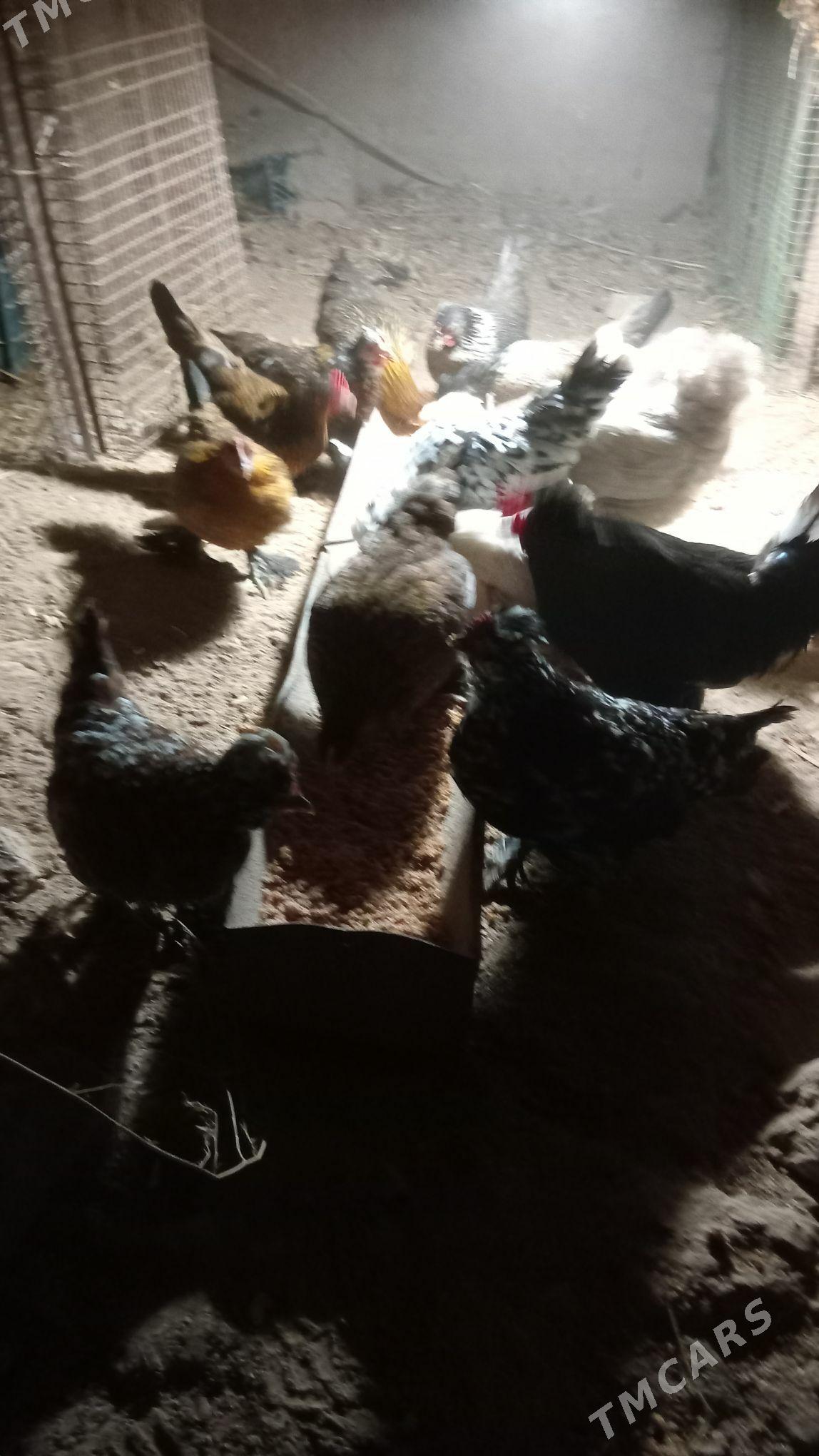 karlikler - Türkmenabat - img 2