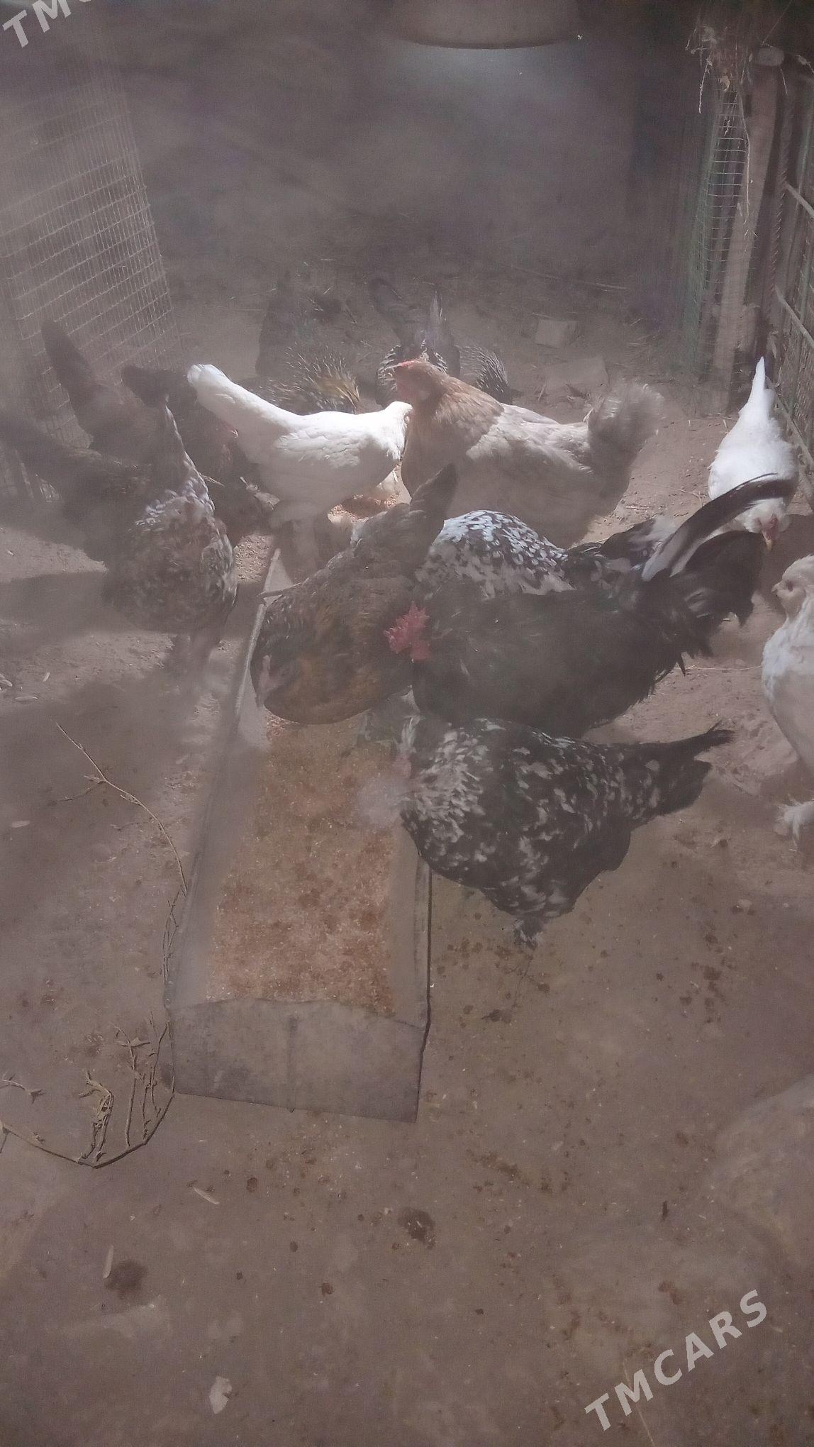 karlikler - Türkmenabat - img 3