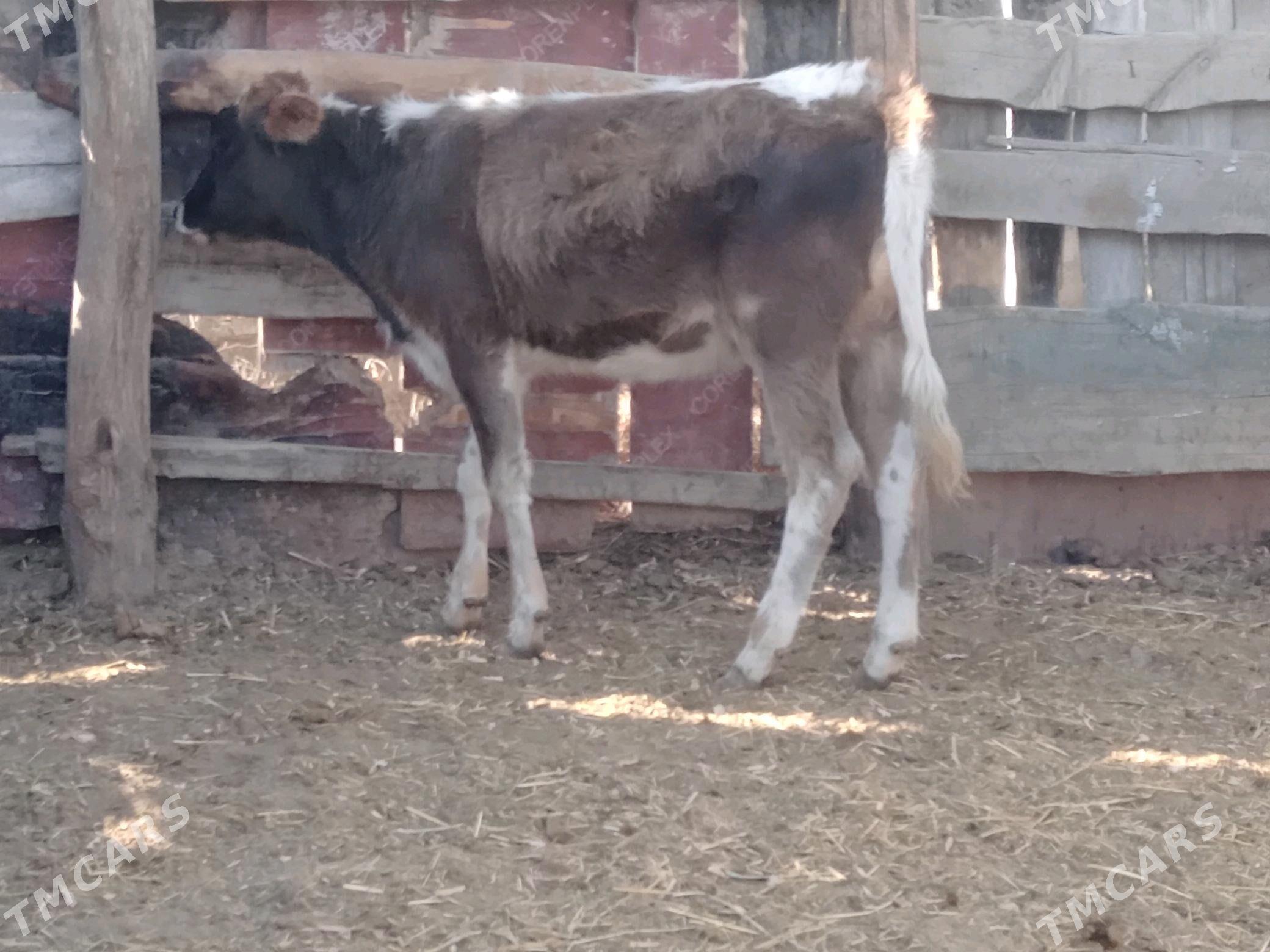 tuwe - Bäherden - img 1