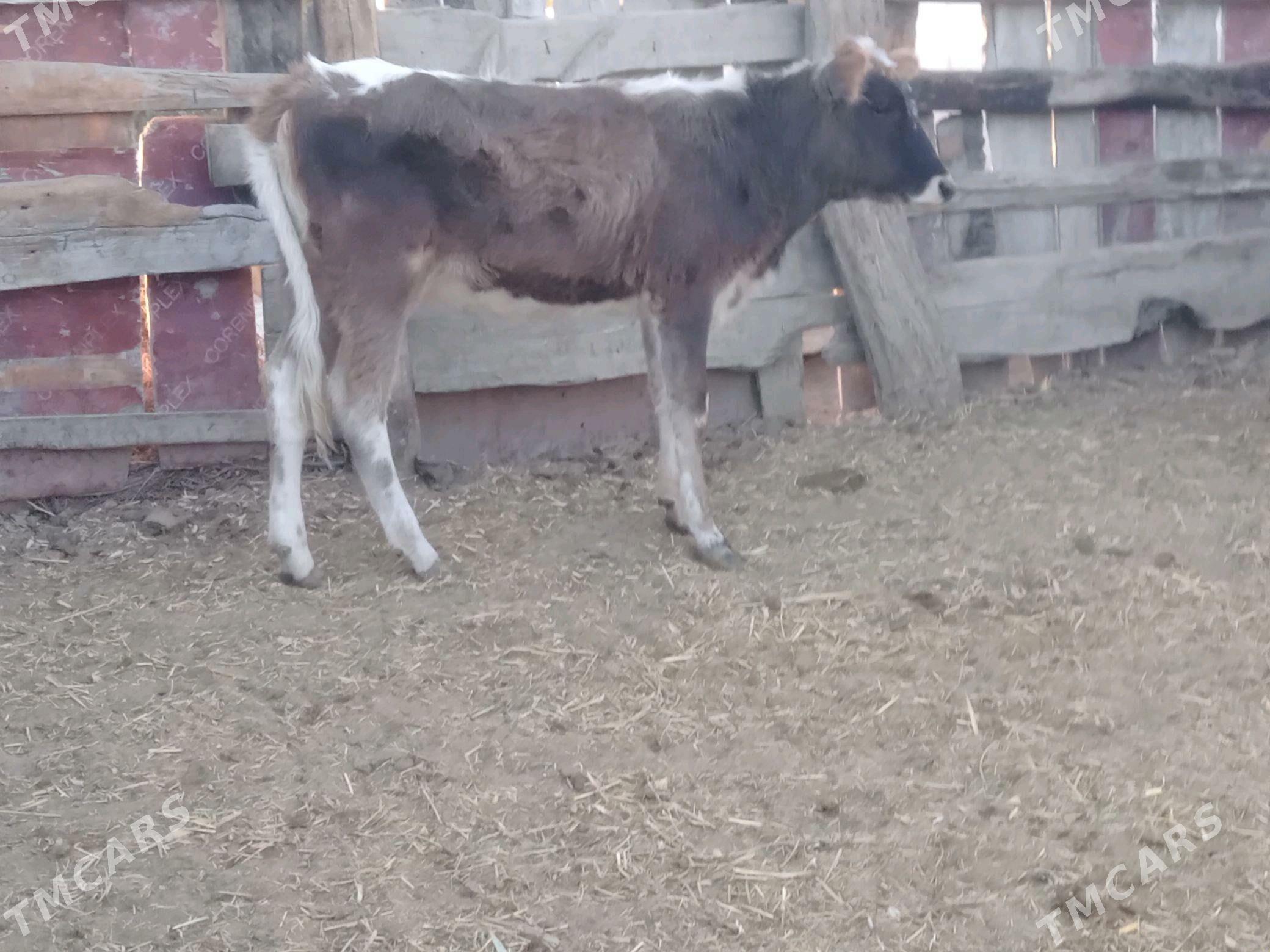 tuwe - Bäherden - img 2