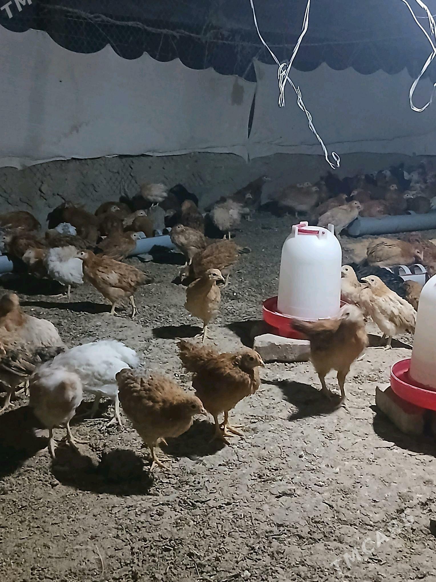 towuk juyje juje - Гёкдепе - img 1