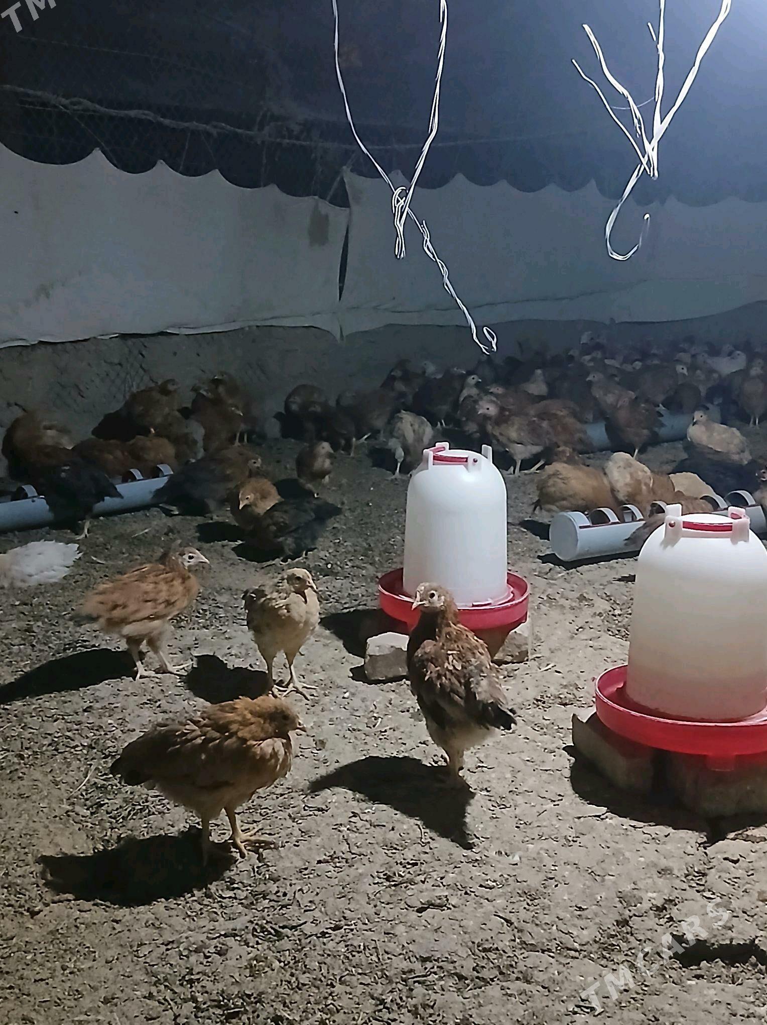 towuk juyje juje - Гёкдепе - img 2