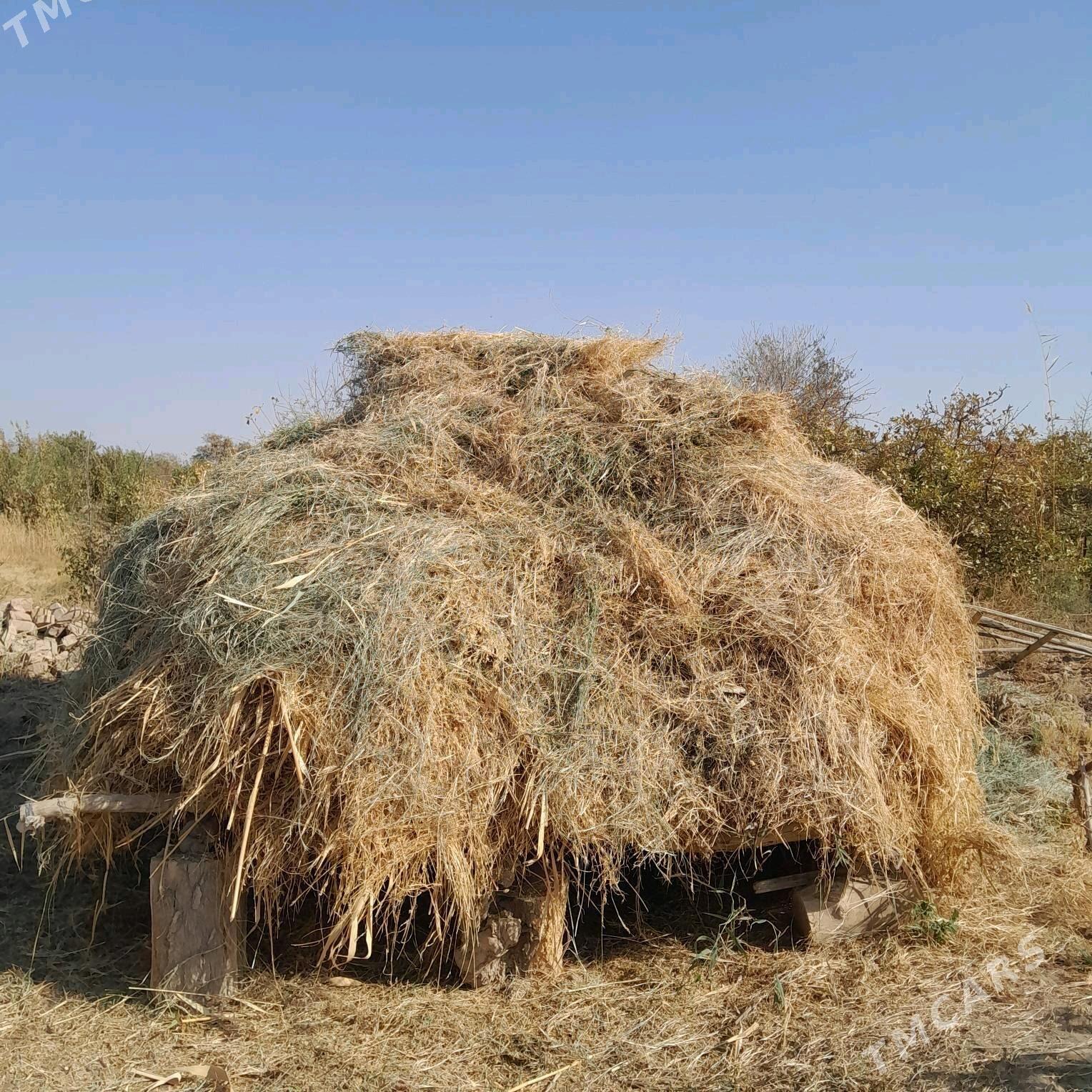 ot - Байрамали - img 1